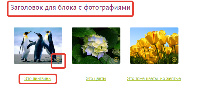 Пример отображения блока фотографий на сайте